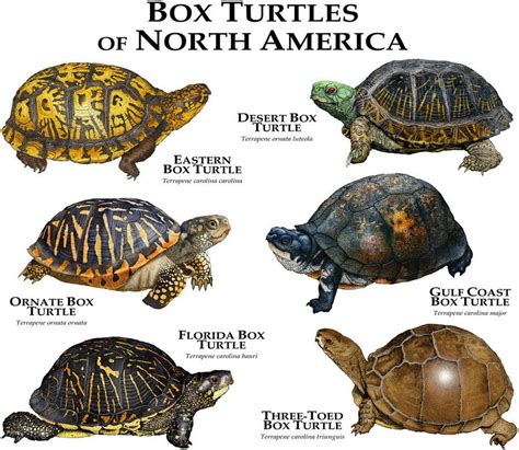 box turtle distribution|box turtle species.